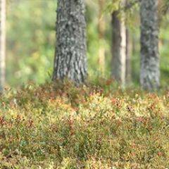 Кухонный фартук Фауна 023 МДФ матовый (3000) Fauna в Челябинске - chelyabinsk.mebel24.online | фото