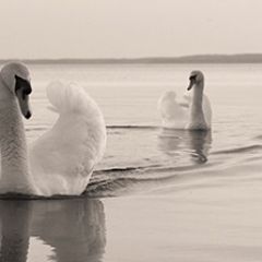 Кухонный фартук Фауна 029 МДФ матовый (3000) Fauna в Челябинске - chelyabinsk.mebel24.online | фото