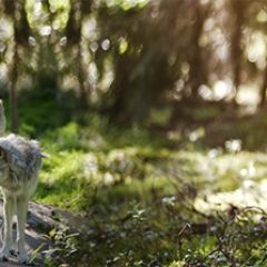 Кухонный фартук Фауна 046 МДФ матовый (3000) Fauna в Челябинске - chelyabinsk.mebel24.online | фото