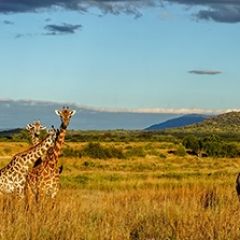 Кухонный фартук Фауна 061 МДФ матовый (3000) Fauna в Челябинске - chelyabinsk.mebel24.online | фото